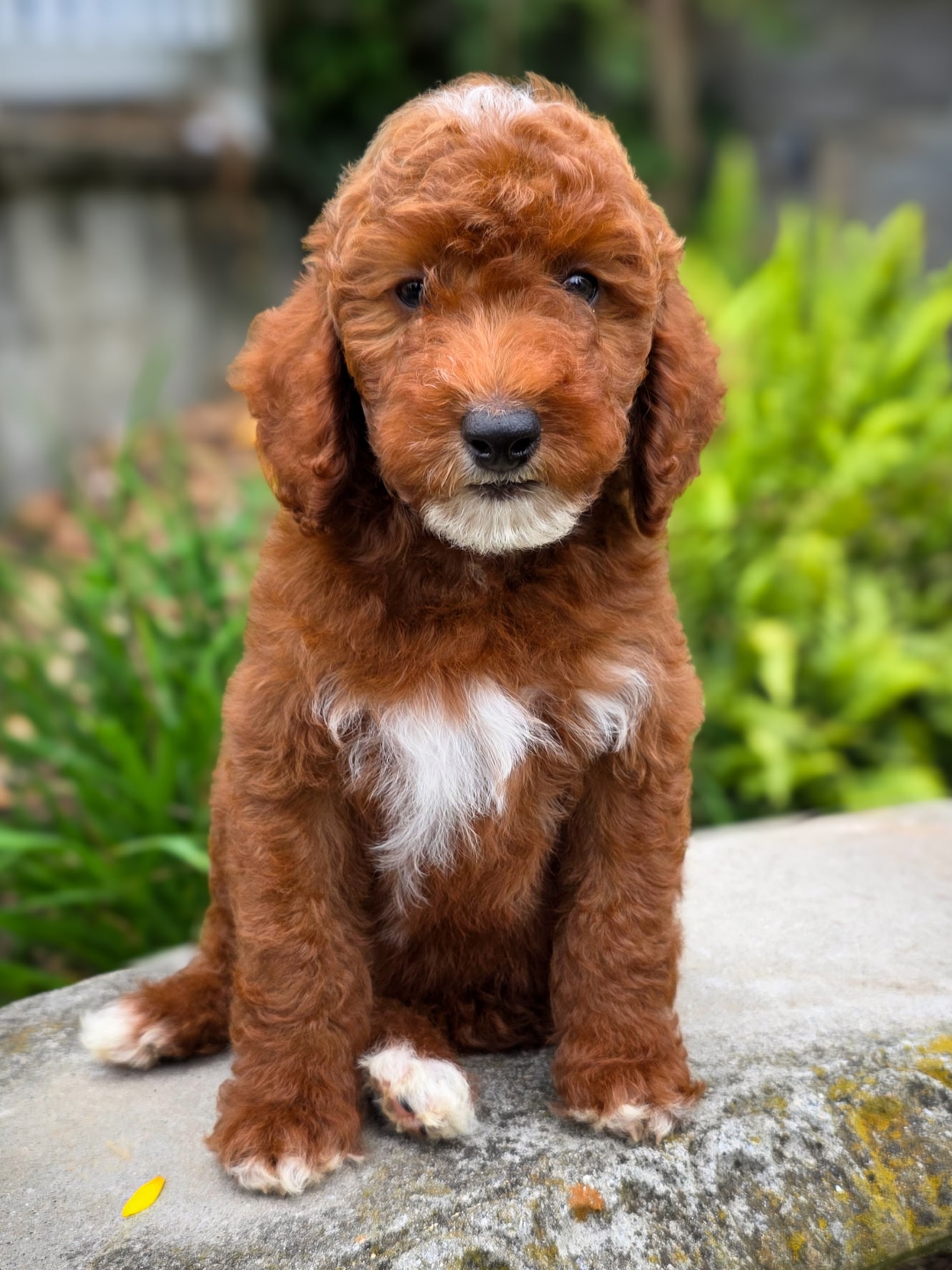 Hi everyone! We need your help 🤗
This precious boy is a new addition to our program for McKenzie’s Doodles, and we are looking for his guardian family AND also need help naming him!
Please comment below with name suggestions 🤗
A little about him: he is a dark red, very happy and outgoing boy, and will be a future dad to our Irish Doodles and Goldendoodles! He will only be 25-28 lbs fully grown and is a Moyen poodle ❤️
He IS looking for his family! If you’re interested in learning more about our Guardian Program send us a message! He will live with his guardian family as a normal family pet while being used several times a year as a dad for us (when he is of age and completes his health testing). We have big plans for this little boy so we want to get his name right😍
Guardian Program Details: https://mckenziesdoodles.com/guardian-program/